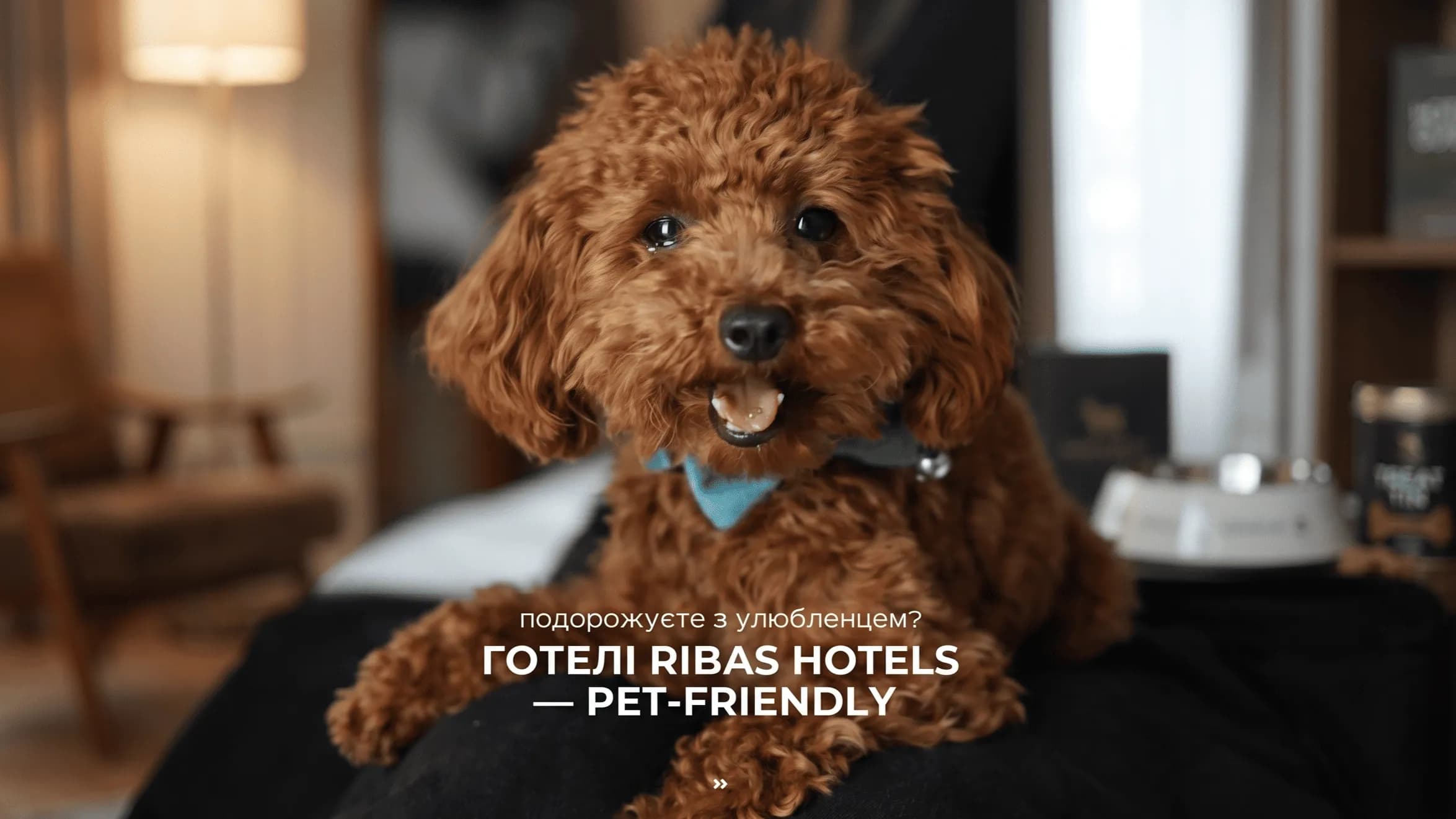 Подорож із чотирилапим: чек-лист та правила pet-friendly відпочинку